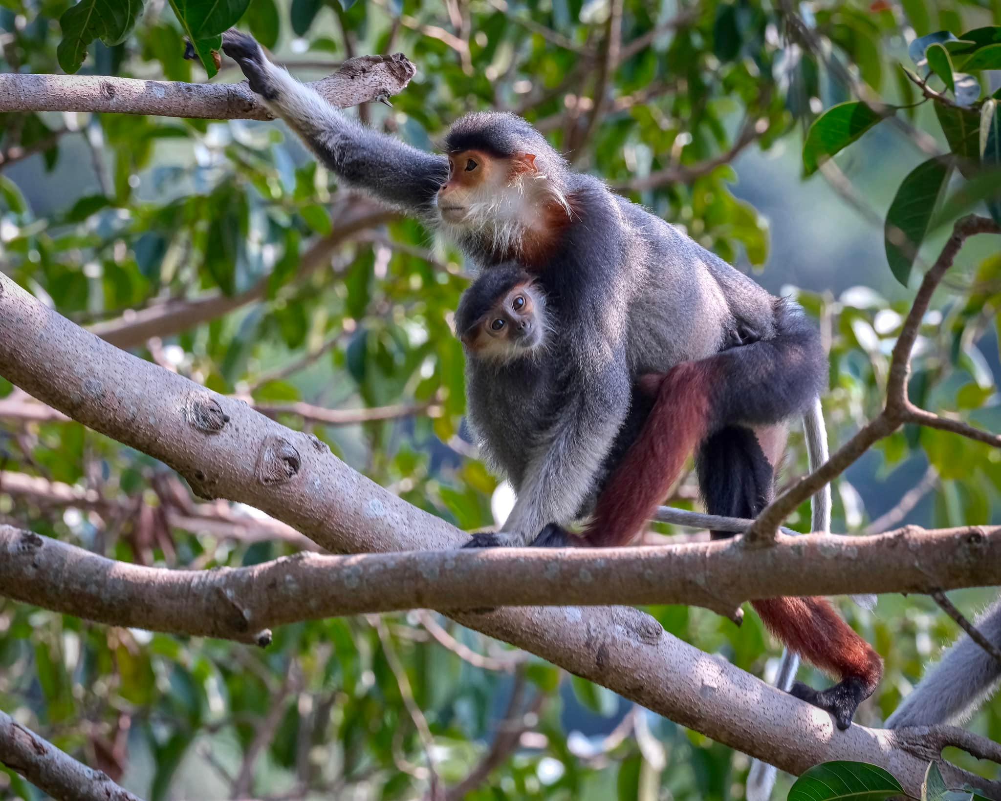 Safari - Auf der Suche nach dem am meisten gefährdeten Affen der Welt