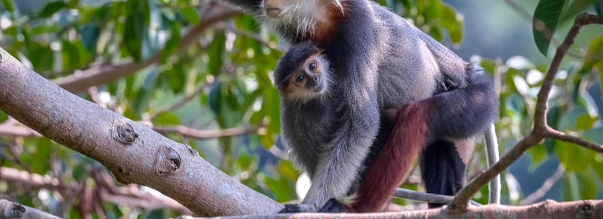 Safari: en busca del mono en mayor peligro de extinción del mundo