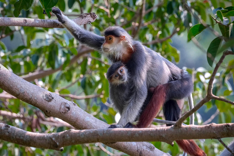 Safari - Alla ricerca della scimmia più a rischio del mondo