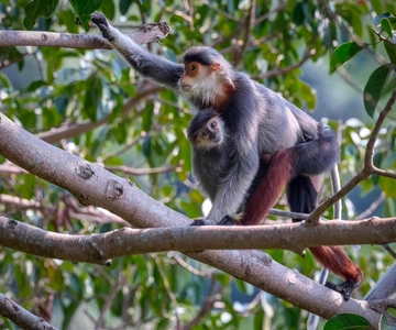 Safari - En busca del mono más amenazado del mundo