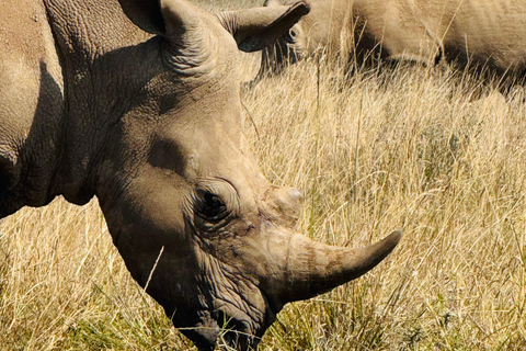 Nairobi Park Safari, Sheldrick's Orphanage & Giraffe Center Shared Drive in Open-Roof Van Game Drive
