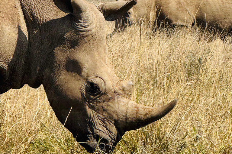 Nairobi Park Safari, Sheldrick's Orphanage & Giraffe Center Shared Drive in Open-Roof Van Game Drive