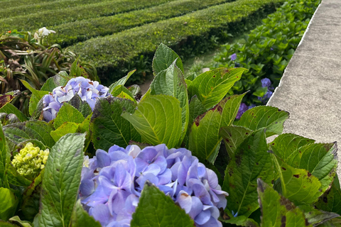 São Miguel: Sete Cidades, Lagoa do Fogo & Furnas - Full Day Tour