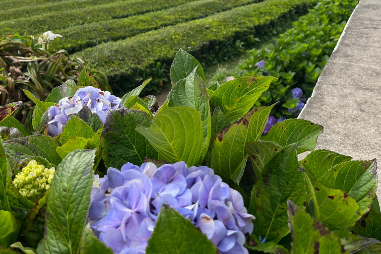 São Miguel: Sete Cidades, Lagoa do Fogo & Furnas - Full Day Tour
