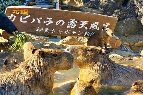 Small Group Day Tour:Omuro Mountain & the Izu Scenic Railway Hotel Transfer Option