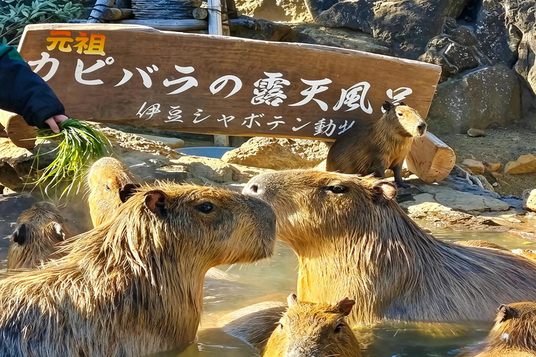 Small Group Day Tour:Omuro Mountain & the Izu Scenic Railway Hotel Transfer Option