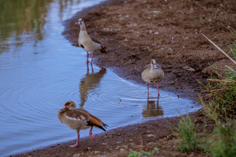 Nairobi: National Park Game Drive with Local Guide