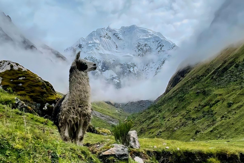 Desde Cusco: Salkantay 5 Días de senderismo: Por los AndesSalka4Days