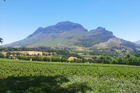 Kapsztad: obserwacja wielorybów, degustacja wina i wycieczka z pingwinami