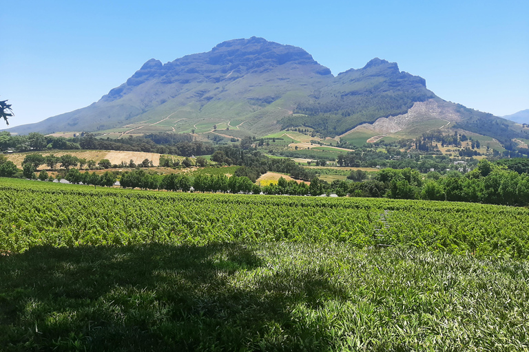 Kapsztad: obserwacja wielorybów, degustacja wina i wycieczka z pingwinami