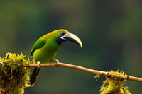 Monteverde Sunrise + Bird Watching Experience - Housity