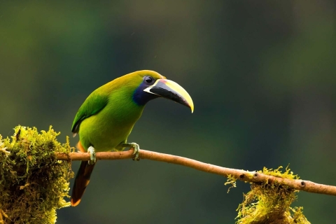 Lever de soleil à Monteverde + observation des oiseaux