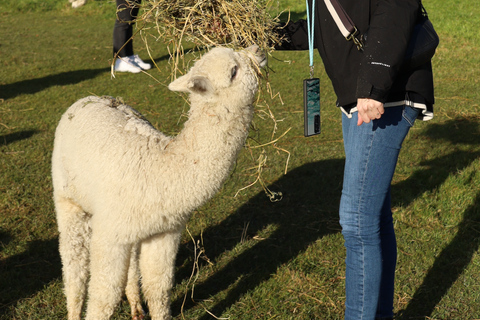 From Christchurch: Alpaca Farm Tour with Feeding and Guide