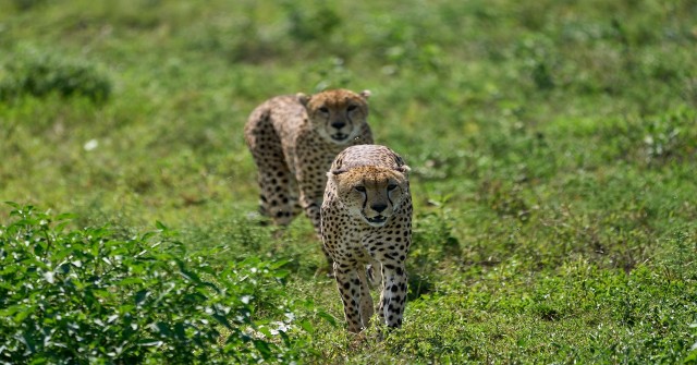 Visit 1-day Tanzania Safari to Ngorongoro Crater in Arusha, Tanzania