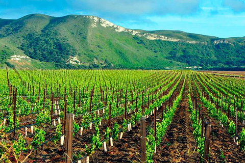 Santiago : Visite d&#039;une demi-journée des vignobles de Santa Rita