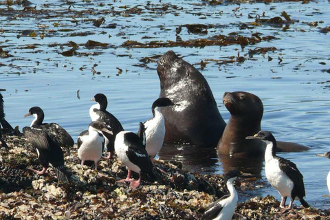 Ushuaia: Navigation through Beagle Channel & Bridges Islands