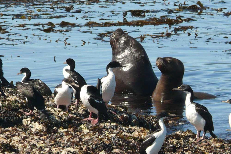 Ushuaia: Navigation through Beagle Channel & Bridges Islands