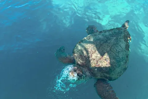 Zakynthos: Turtles, Marathonisi & Keri Caves Speedboat Tour