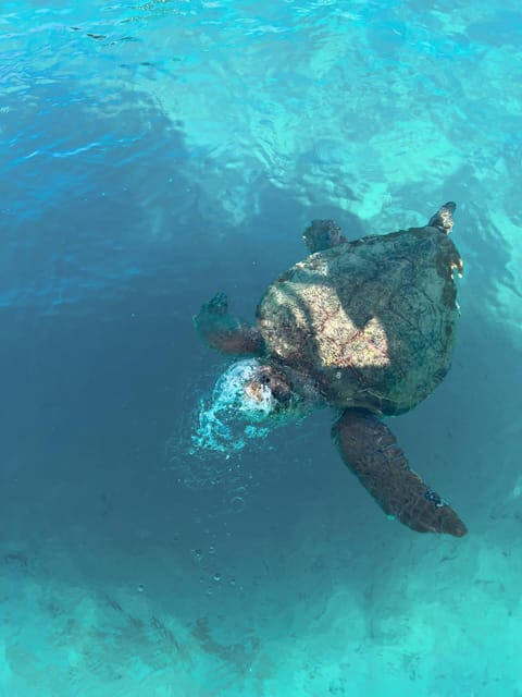 Zakynthos: Turtles, Marathonisi & Keri Caves Speedboat Tour