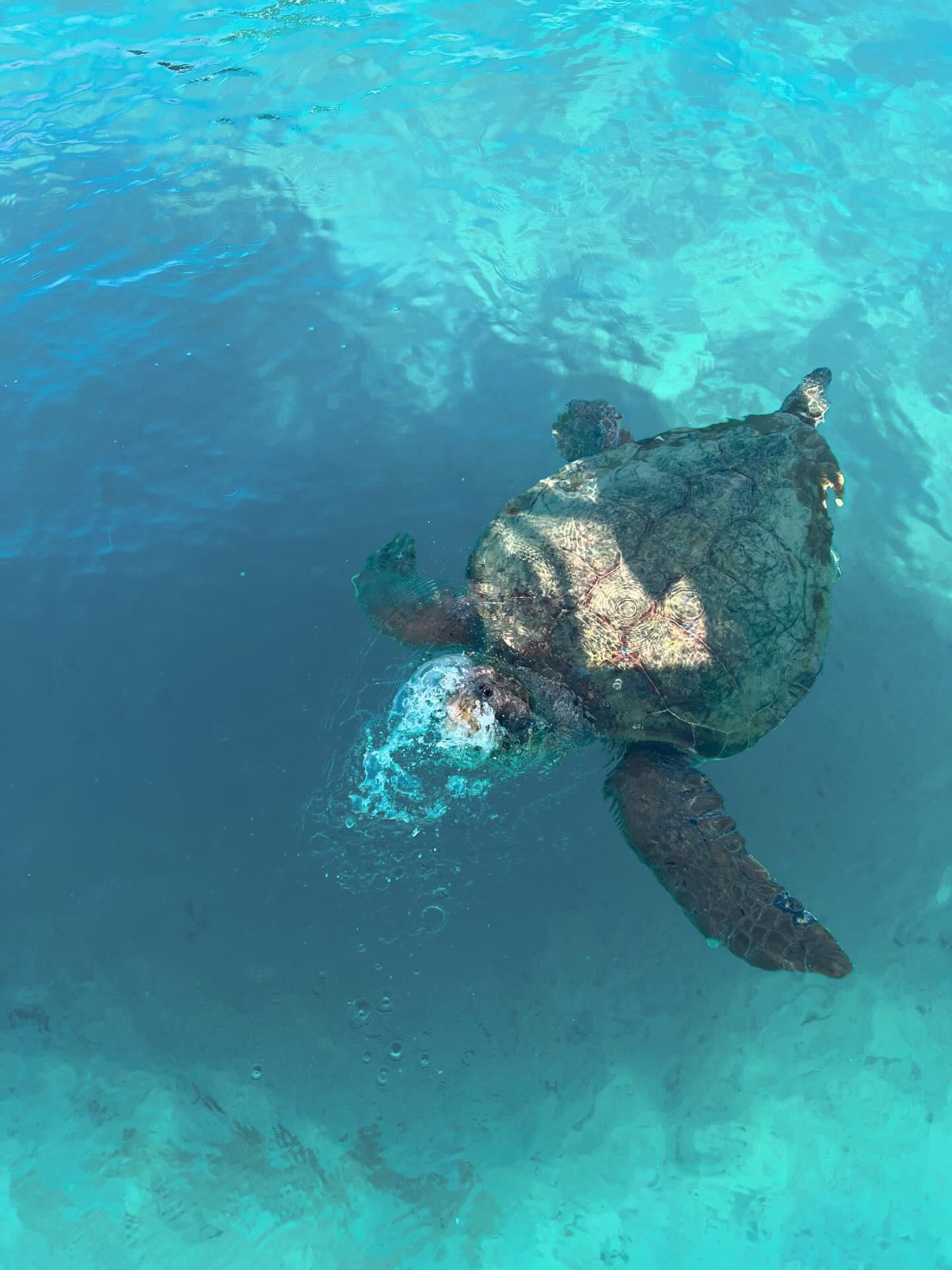 Zakynthos: Schildkröten, Marathonisi & Keri-Grotten Schnellboot-Tour