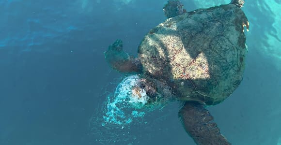 Zante : tortues, Marathonísi et grottes de Kéri en hors-bord