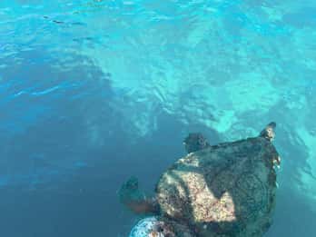 Zakynthos: Turtles, Marathonisi & Keri Caves Speedboat Tour