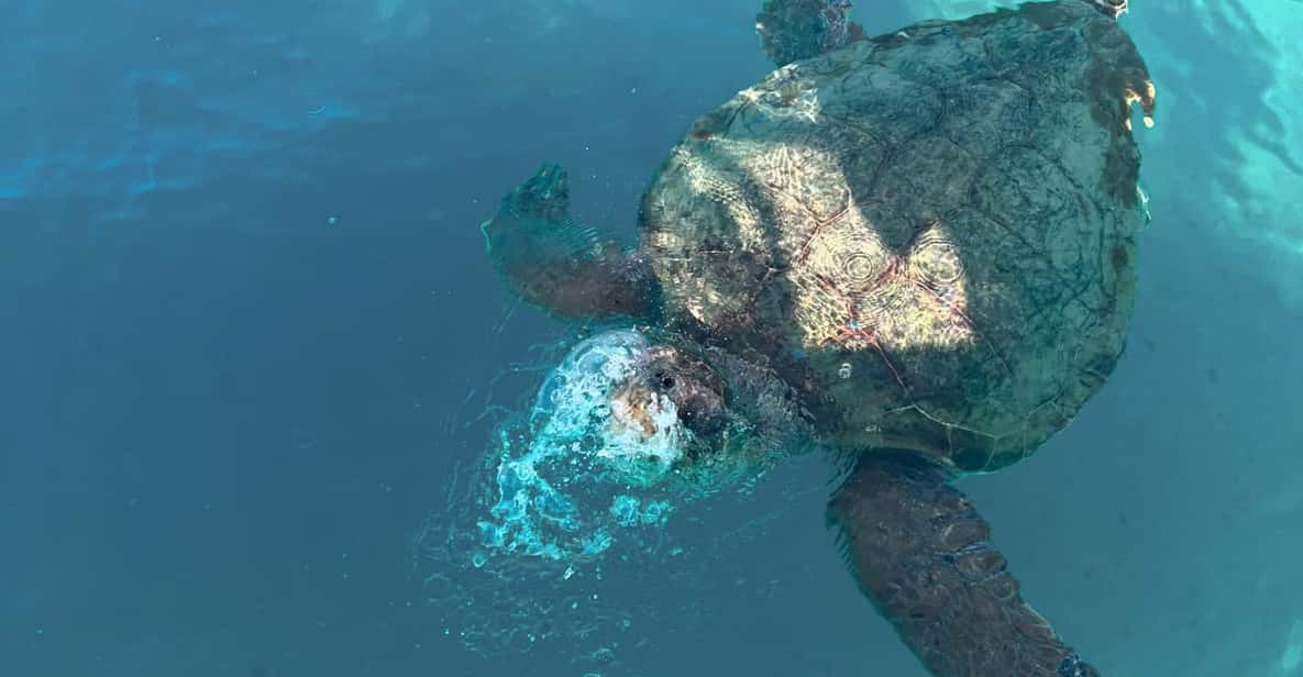 Turtles, Marathonisi & Keri Caves Speedboat Tour — a boat tour from Zakynthos, Greece