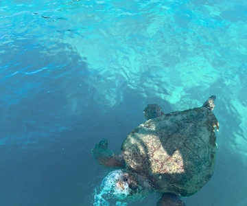 Zakynthos: Turtles, Marathonisi & Keri Caves Speedboat Tour