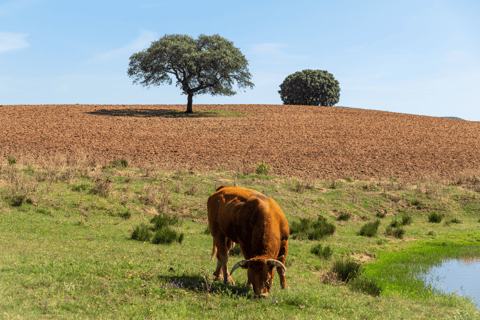 From Lisbon: Évora + Chapel of Bones + Monsaraz + Alentejo Wines Évora Tour + MONSARAZ + Wine Tasting