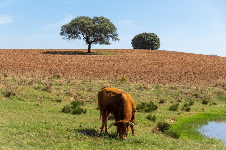 From Lisbon: Évora + Chapel of Bones + Monsaraz + Alentejo Wines Évora Tour + MONSARAZ + Wine Tasting