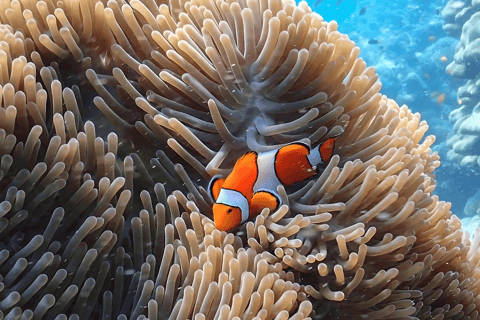 Phuket : Surin Island by Speedboat Khao Lak: Surin Island by Speedboat