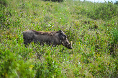 Vanuit Nairobi: 3 dagen, 2 nachten Maasai Mara-groepssafari met terreinwagen