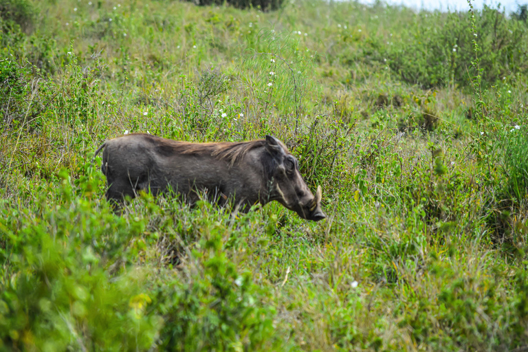 Vanuit Nairobi: 3 dagen, 2 nachten Maasai Mara-groepssafari met terreinwagen
