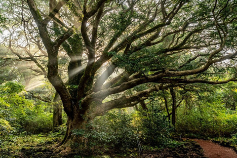 Jeju: Privat guidad tur med taxi - BilcharterJeju Taxi Tour 8 timmar (enkel engelska)