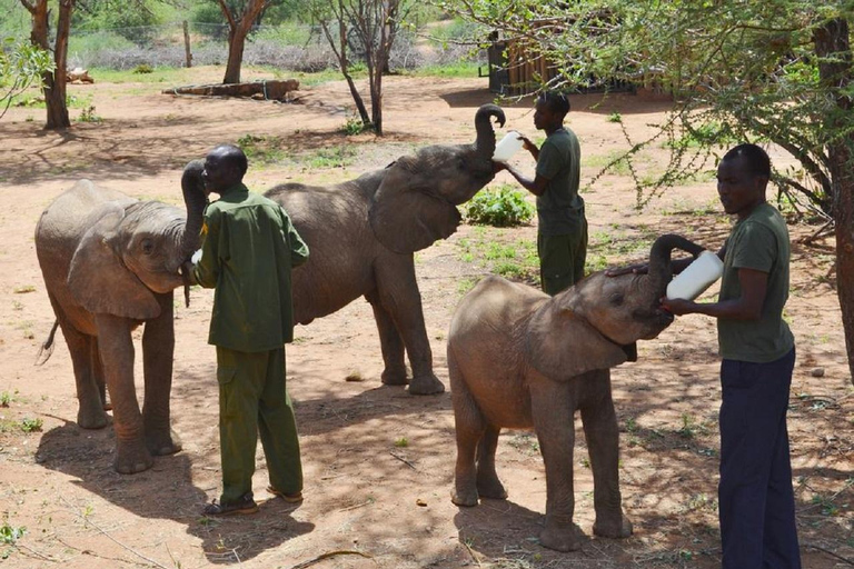 Tour del Centro delle Giraffe, dell'Orfanotrofio degli Elefanti e di Bomas Nairobi