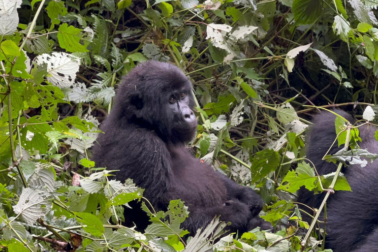 3 Daagse Oeganda Gorilla Safari naar Bwindi Forest