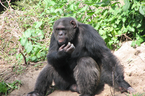 Jednodniowa wycieczka do Ol-Pejeta Conservancy z Nairobi