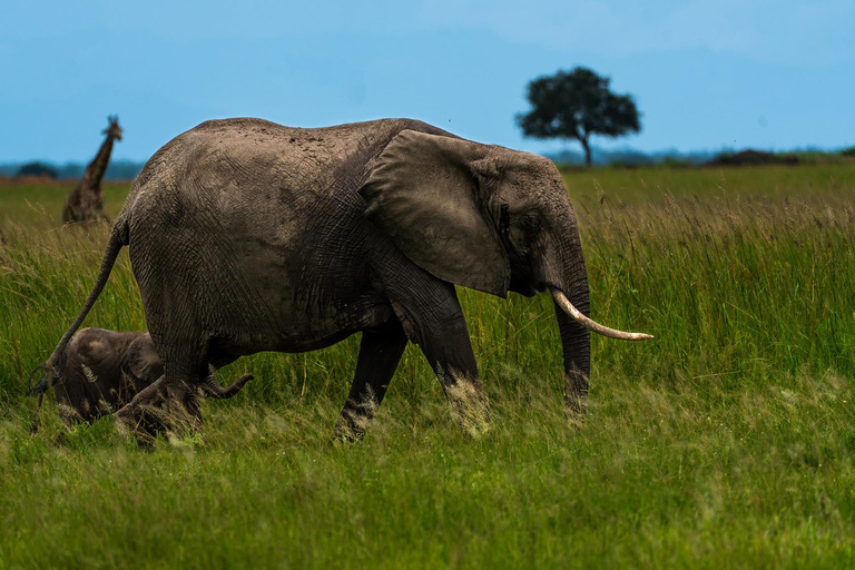 From Zanzibar: Best Day Safari Mikumi with flights and lunch