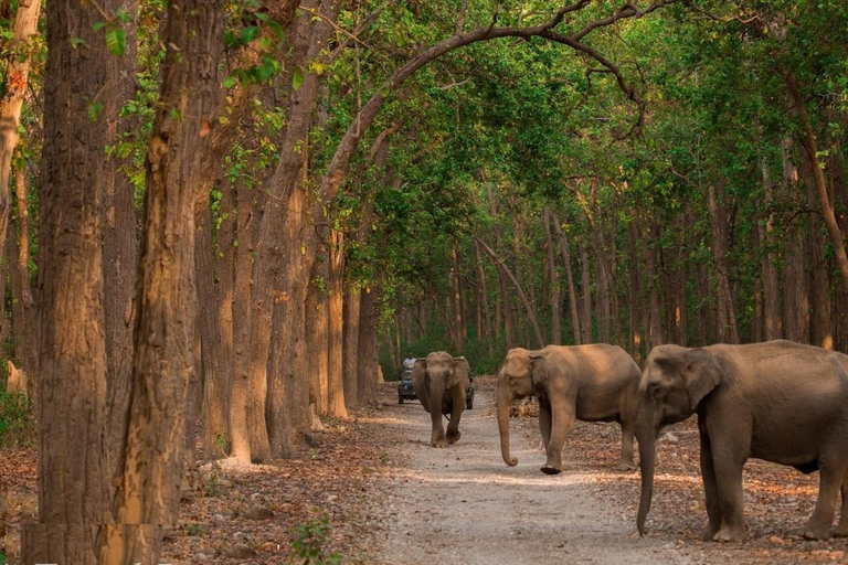 Golden Triangle Tour with Ranthambor Tiger Safari From Delhi From Delhi: Golden Triangle Private Tour with Taj Mahal