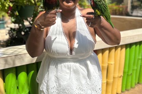 Exotic bird tour and Souvenir Shopping from Montego Bay