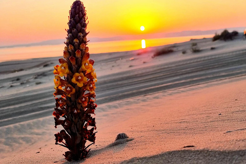 Doha: Gouden horizonten: Zonsopgangen en zonsondergangen in de woestijnPrivétour door de woestijn