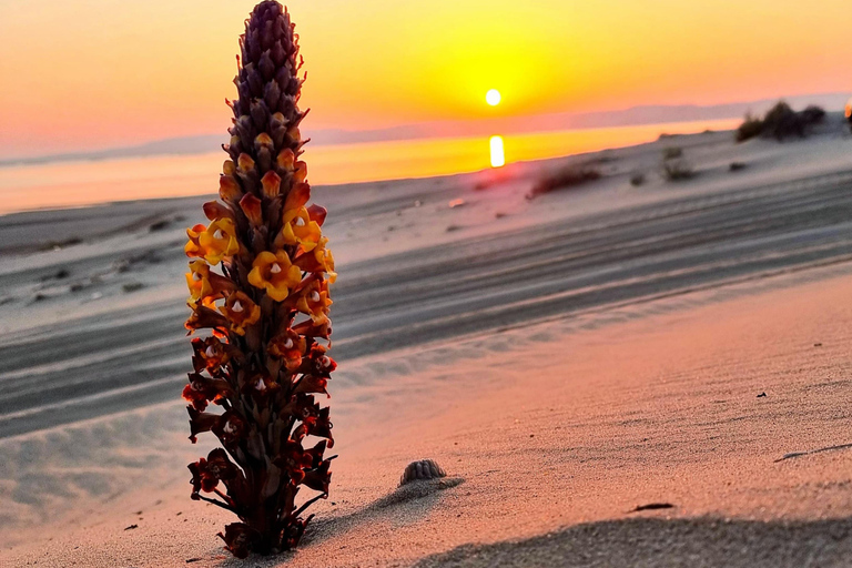 Doha: Horizontes Dorados: Amaneceres y atardeceres en el desiertoTour privado por el desierto