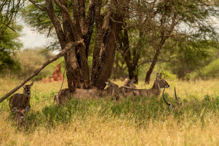 SERENGETI & NGORONGORO 5 DAYS SAFARIS (Copy of) SERENGETI & NGORONGORO 5 DAYS SAFARIS