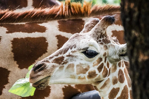Guangzhou: Guangzhou Zoo Official Entry Ticket with Pandas Guangzhou Zoo Official Entry Ticket with Pandas
