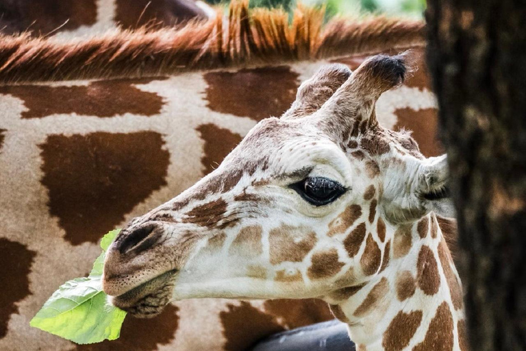 Guangzhou: Guangzhou Zoo Official Entry Ticket with Pandas Guangzhou Zoo Official Entry Ticket with Pandas