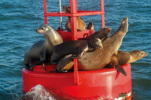 San Diego: Crociera per avvistare le balene e i delfini