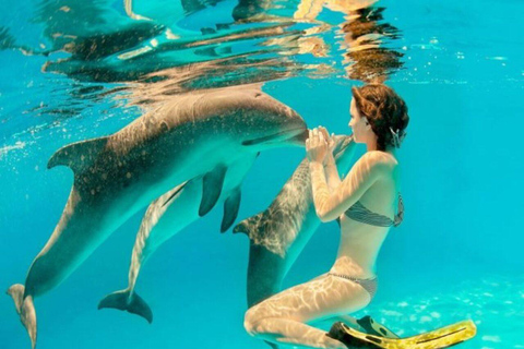 Wyspa Mnemba: półdniowa wycieczka łodzią z pływaniem z delfinami i nurkowaniem z rurkąPrywatna wyspa Mnemba – nurkowanie z rurką i pływanie z delfinami