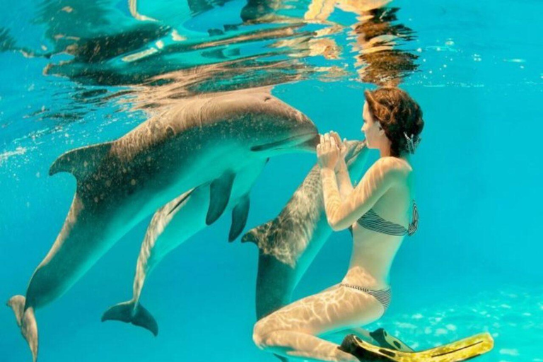 Wyspa Mnemba: półdniowa wycieczka łodzią z pływaniem z delfinami i nurkowaniem z rurkąPrywatna wyspa Mnemba – nurkowanie z rurką i pływanie z delfinami