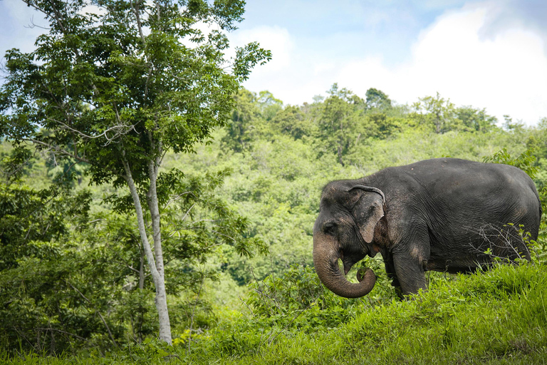 Santuario de elefantes de Phuket: Medio día con comida vegetarianaPunto de encuentro