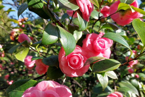 Genua: Bilet wstępu do parku Villa Durazzo Pallavicini